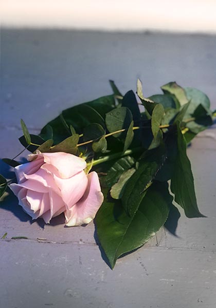 Beställ blommor till begravning i Lomma